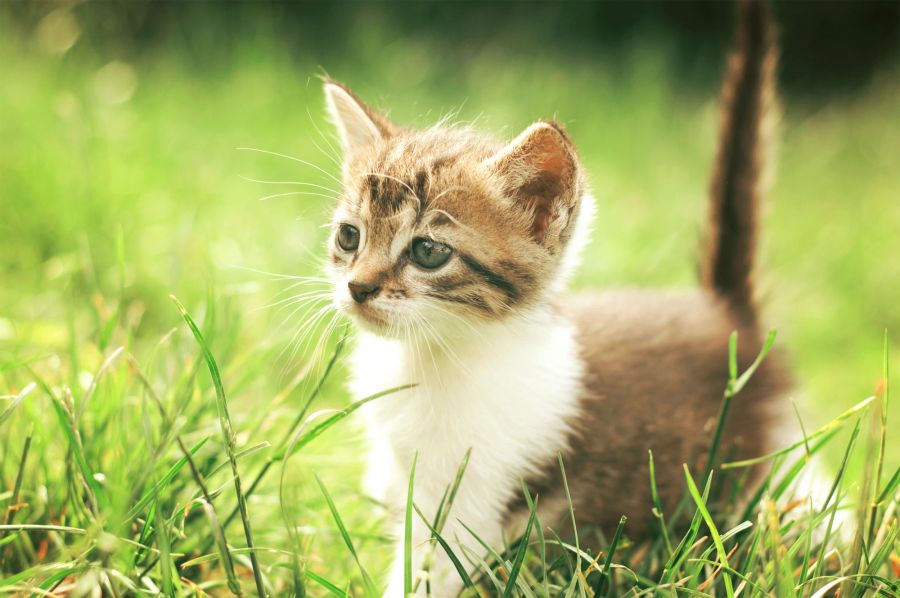 Katze im Gras