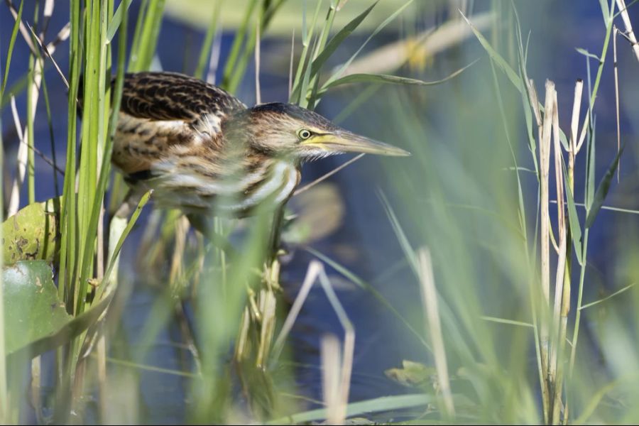 Bundesrat Aktionsplan Biodiversität