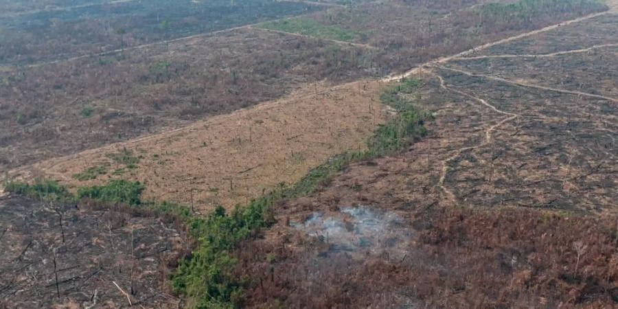 Eine verbrannte Waldfläche im brasilianischen Amazonas-Gebiet. Die brasilianische Regierung hat das Abbrennen von Flächen für 120 Tage verboten. Foto: Vinícius Mendonça/Ibama/dpa