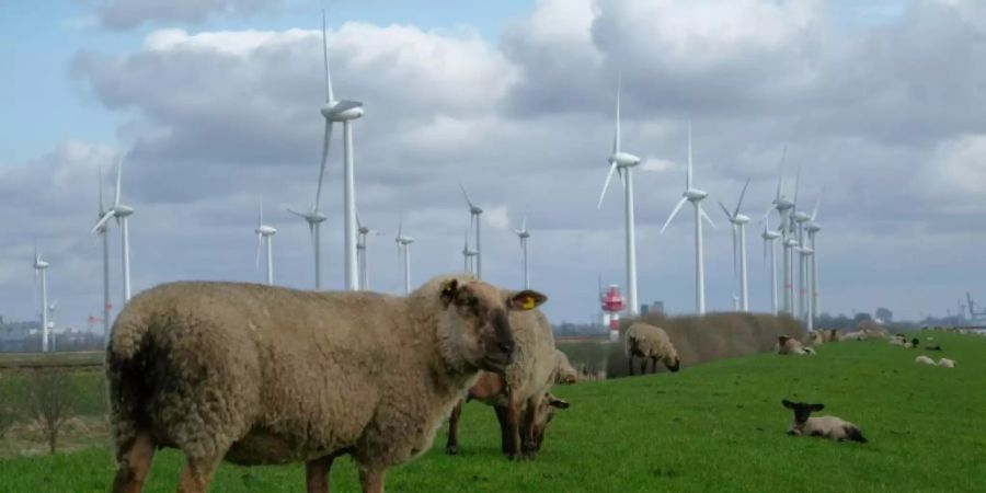 Windräder in Emden