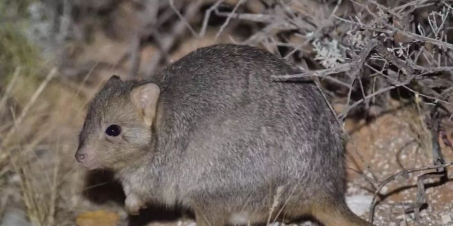 Artenschutz in Australien: Auf geschützten Flächen, aus denen die Kleintier-Jäger ferngehalten werden, konnten sich die Populationen des Kurznagelkängurus und des Lesueur-Bürstenkängurus erholen. Foto: Hugh McGregor/Arid Recovery/dpa