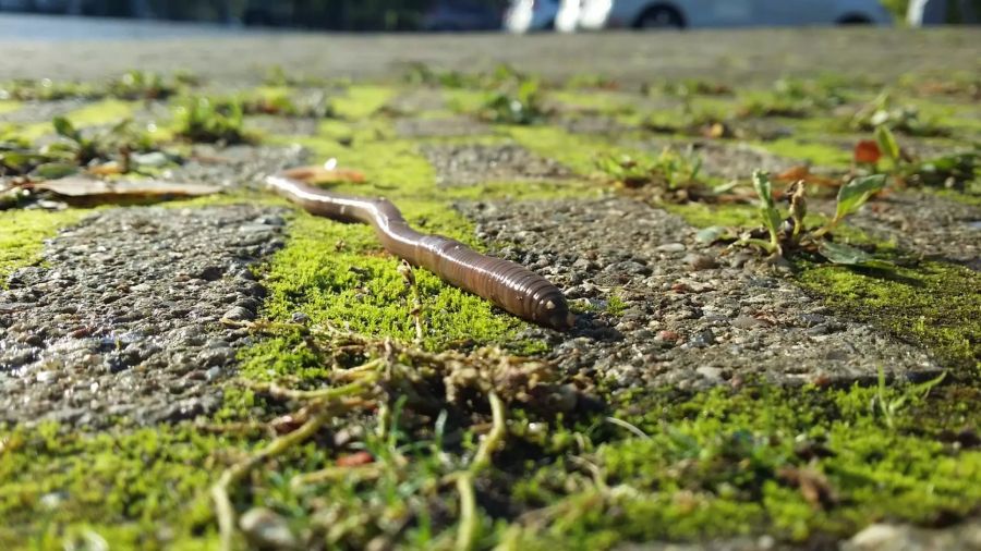 Regenwurm