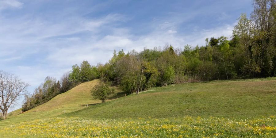 Landschaftsbild bei Wangen (SZ).
