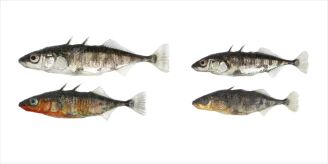 Universität - Schnelle Evolution bei Fischen