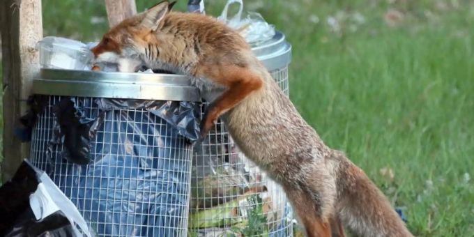 Durch unerlaubte Fütterungen, frühzeitig herausgestellte Abfallsäcke oder Essensreste auf dem Kompost verlieren Füchse ihre natürliche Scheu vor dem Menschen. fuchs