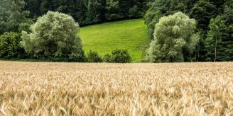 Köniz - Fledermäusen und einheimischen Pflanzen auf der Spur