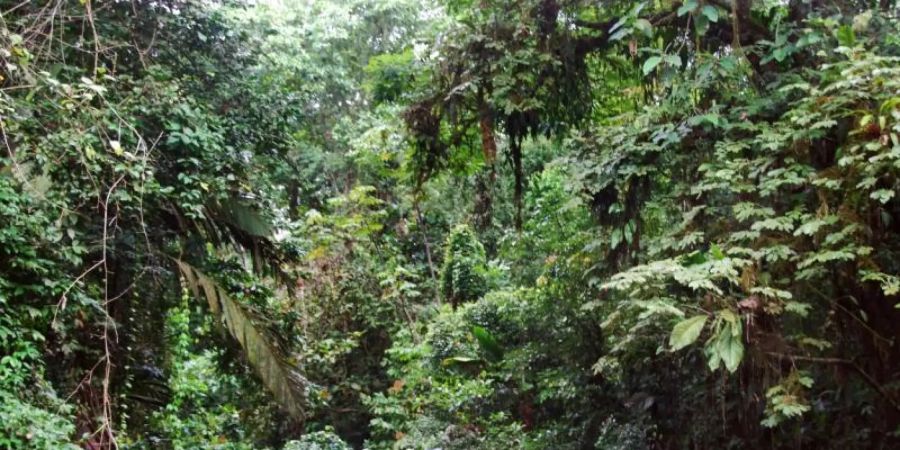 Mitten im Dschungel: Der Nationalpark Tortuguero lässt sich gut auf geführten Bootstouren erkunden. Foto: Christoph Strotmann/dpa-tmn