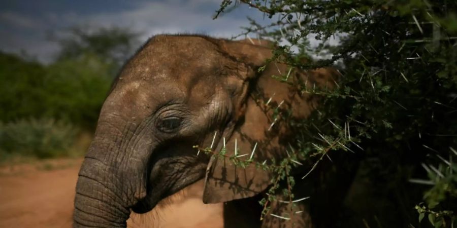 Elefant in Kenia