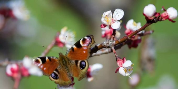 Leipzig - Zahl landlebender Insekten binnen 30 Jahren um fast ein Viertel gesunken