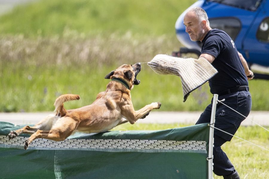 In der Schweiz muss die Hundeschule absolviert werden. Personenschutz-Training ist optional.