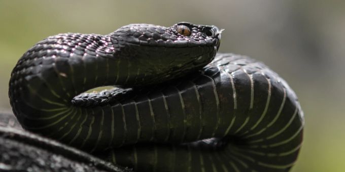 Eine Aspisviper in schwarzer Färbung – im Solothurner Jura besitzt die Schlange allerdings eine hellere Färbung. aspisviper schlange biss mädchen
