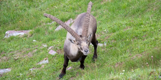 Sternzeichen Steinbock aufgeben nie