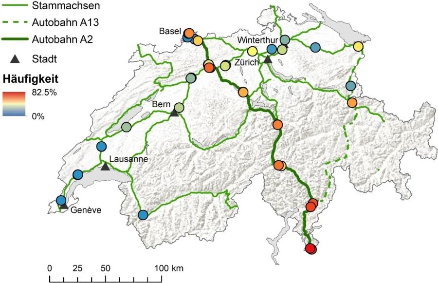 In der Schweiz ist sie vorallem im Tessin verbreitet. Aber auch in vielen anderen Städten kommt sie vor.