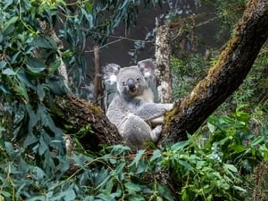 Koalabären gehören zu den Wahrzeichen Australiens.