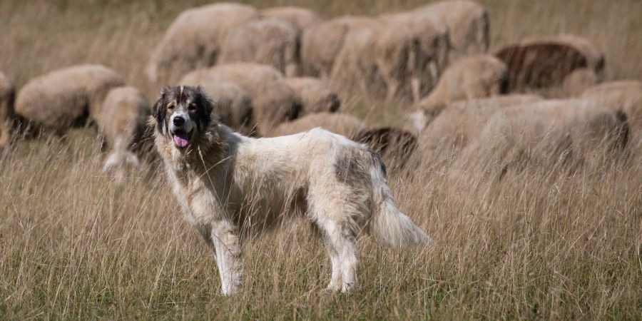 Herdenschutzhunde sind dazu gemacht, ihr Territorium und ihre Herde zu verteidigen. Das macht sie für Spaziergänger gefährlich.