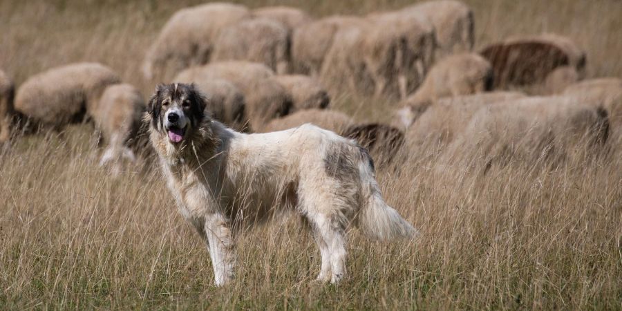 Schutzhund