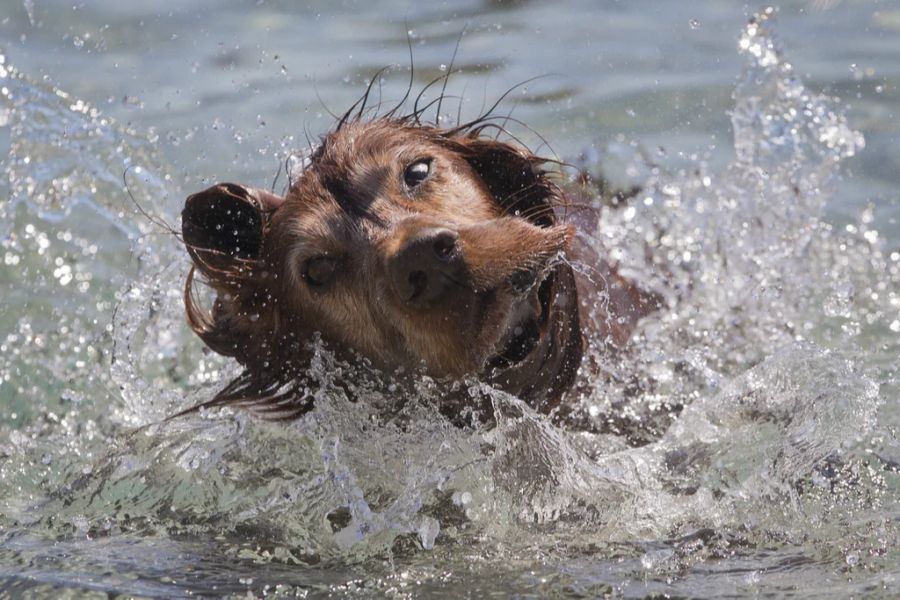 Hunde kühlen sich in der Sommerhitze gerne im Wasser ab. (Symbolbild)