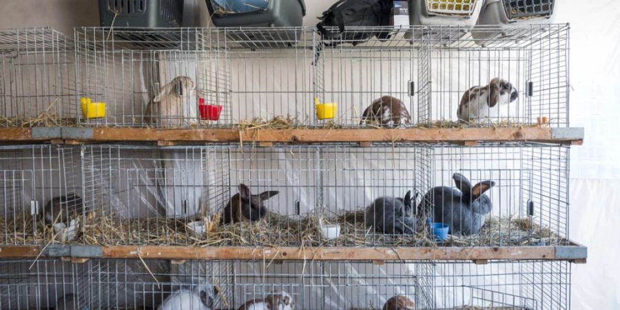 Der Schweizer Tierschutz ruft Kaninchenhalterinnen und -halter dazu auf, ihre Tiere gegen die hochansteckende und tödliche Chinaseuche zu impfen. Diese ist in den vergangenen Wochen in der Schweiz vermehrt aufgetreten.