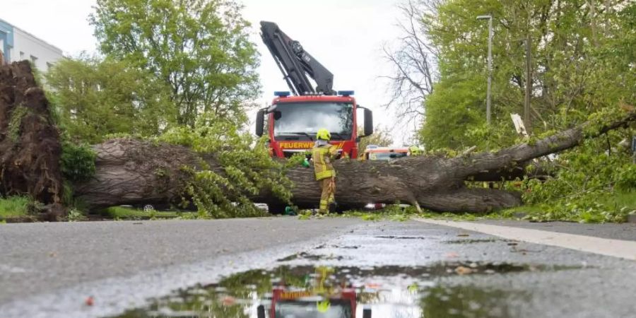 Feuerwehrkräfte bergen eine umgestürzte Pappel im Hannoveraner Heideviertel. Foto: Julian Stratenschulte/dpa