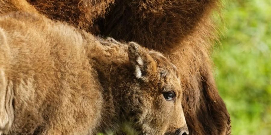 Das kleine Bisonkalb lebt in der Zuchtstation von Suchy im Kanton Waadt in Halbfreiheit. Das Jungtier wiegt bereits zwischen 20 bis 30 Kilogramm und ist laut den Projektverantwortlichen gesund und munter.