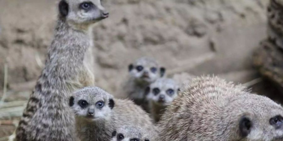 Die muntere Erdmännchen-Familie im Duisburger Zoo. Foto: Zoo Duisburg/dpa