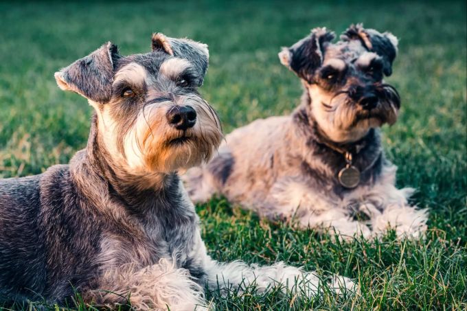 Hundebesitzer mit grossem Grundstück können einen «Hundegarten» vom Nutz- und Ziergarten abtrennen. Zwei Hunde.