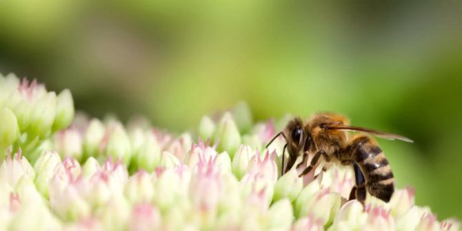 Bienenfreundlicher