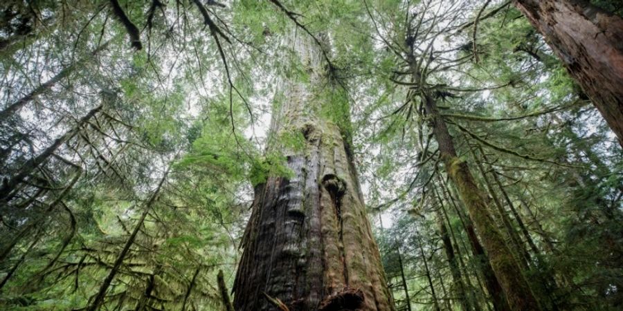 Borealer Wald