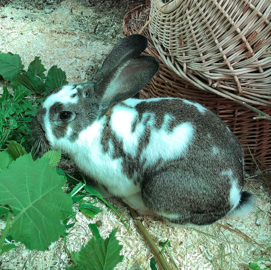 Zudem kümmert sich der Tierschutz um mehrere ausgesetzte Kaninchen, wie etwa Louis.