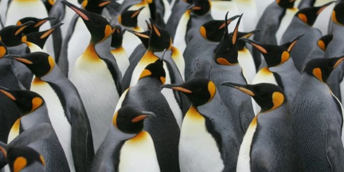 Kaiserpinguine Kaiserpinguine