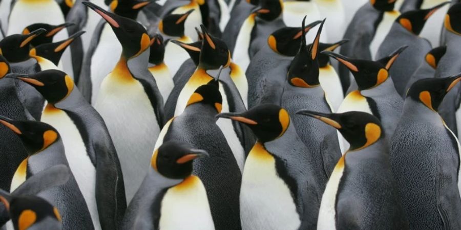 Kaiserpinguine