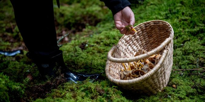 Pilz Korb Wald sammeln