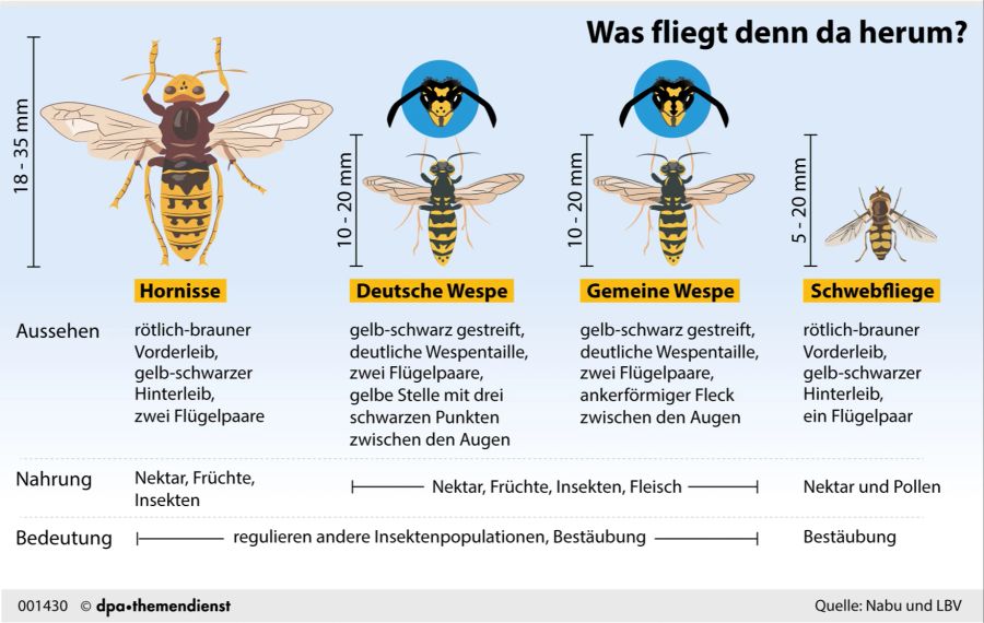 Grafik Wespen dpa Schwebfliege Hornisse