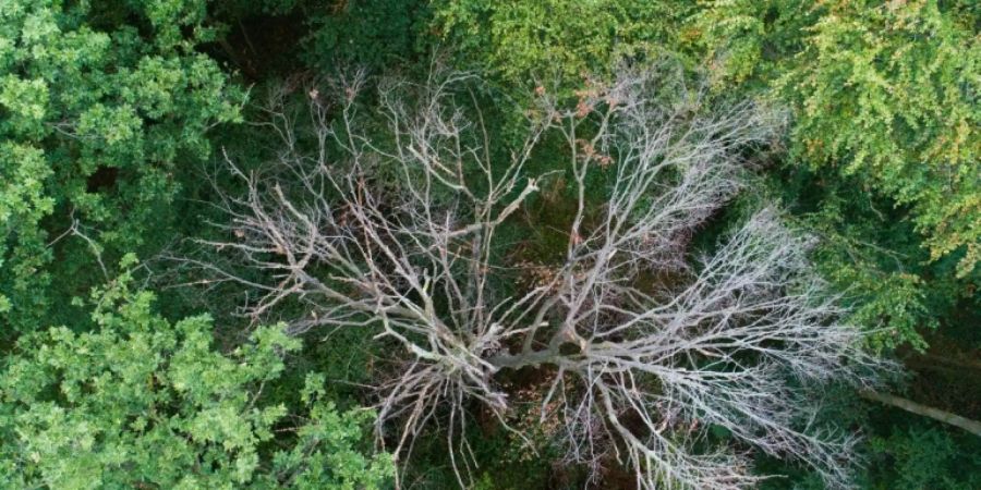 Abgestorbener Baum in einem Wald
