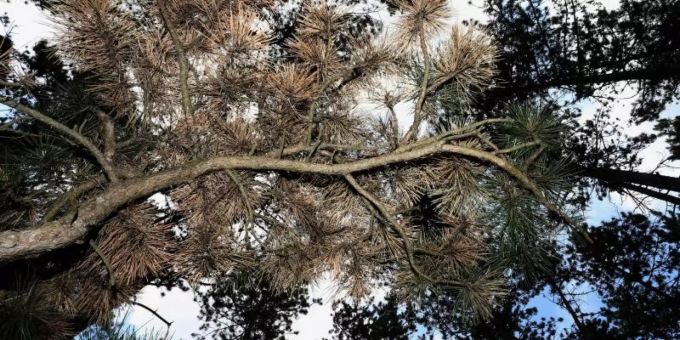 Teilweise braun verfärbt sind die Schwarzkiefern in Deutschlands grösstem Schwarzkiefernwald auf dem Volkenberg. Foto: Karl-Josef Hildenbrand Teilweise braun verfärbt sind die Schwarzkiefern in Deutschlands grösstem Schwarzkiefernwald auf dem Volkenberg. Foto: Karl-Josef Hildenbrand