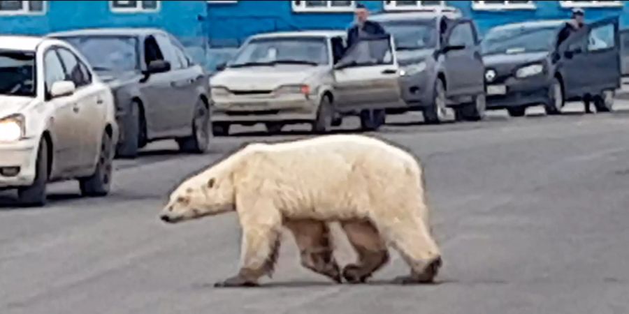 Eisbär