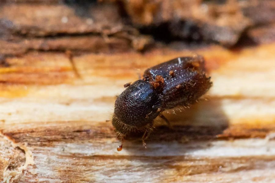 Wald Buchdrucker Borkenkäfer schmatzschmatz