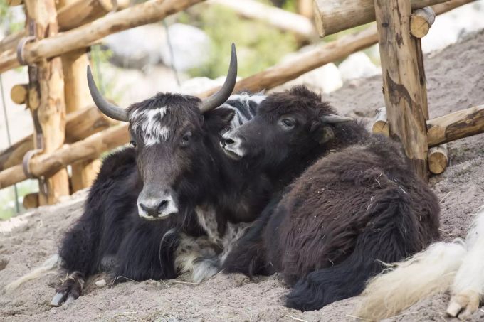 In diesen Tagen froh um jede Abkühlung - Yaks im Zoo Zürich Yaks im Zoo Zürich