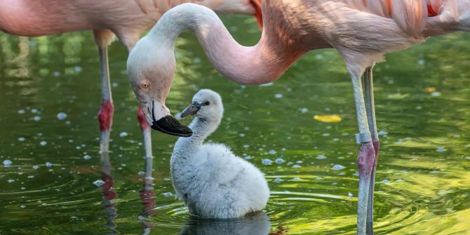 Zoo Zürich