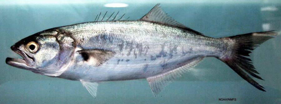 Blaufisch