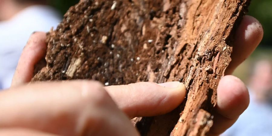 Rinde eines vom Borkenkäfer befallenen Baumes.