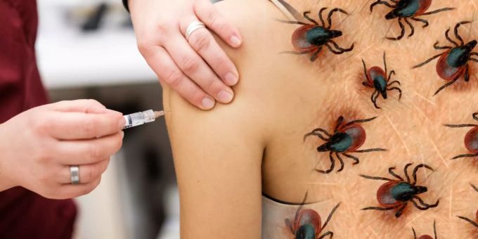 Zeckenimpfungen nehmen in der Schweiz zu. zecke
