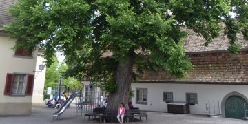 Schädlinge und Trockenheit setzen den Bäumen zu
