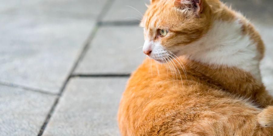 Für die These, dass Fellfarbe und Verhalten bei Katzen zusammenhängen, gibt es keine handfesten wissenschaftliche Belege.
