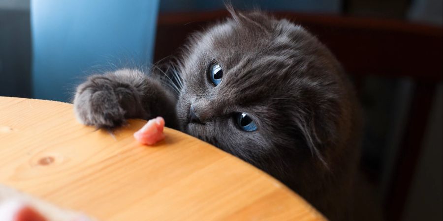 Katze mit kleinem Stück Fleisch auf dem Tisch