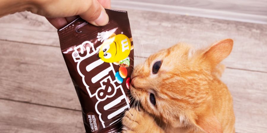 Schokolade ist lecker, für Katzen jedoch giftig.