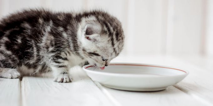 Vermeiden! - Diese 5 Getränke sind für die Katze gefährlich