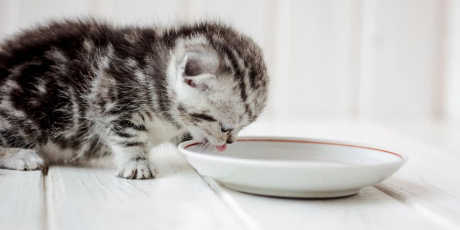 Katze, Kätzchen, Trinken