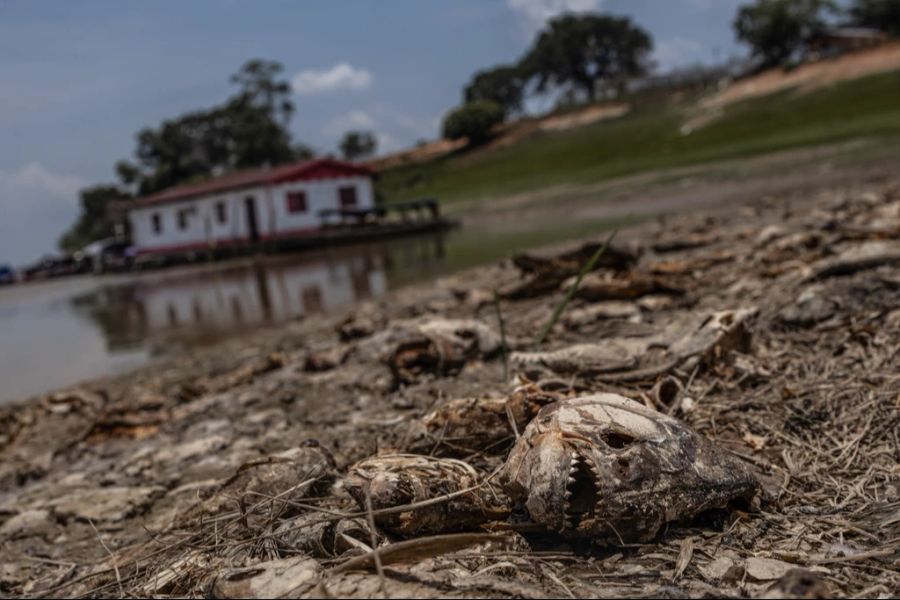 Der Amazonas-Regenwald ist stark angeschlagen: Gründe dafür sind Hitze, Dürre, Klimaveränderung und menschliche Schäden, zum Beispiel Abrodung.