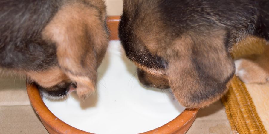 Welpen trinken Milch aus